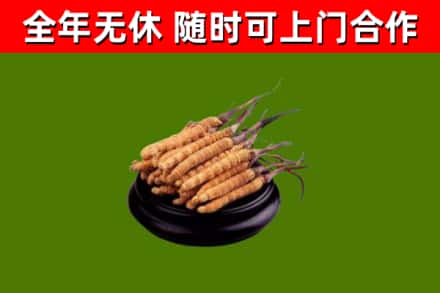 泗县回收冬虫夏草