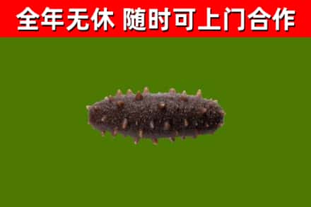 泗县回收海参干